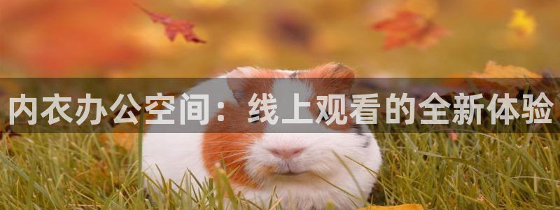动漫岛入口：内衣办公空间：线上观看的全新体验