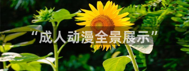 动漫岛dm：“成人动漫全景展示”